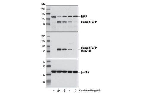 Cycloheximide | Cell Signaling Technology