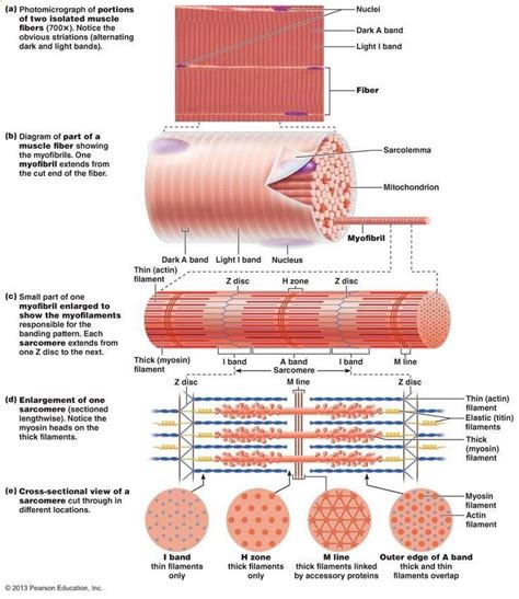 Chapter 9: Muscles and Muscles Tissue | Muscle anatomy, Anatomy and ...