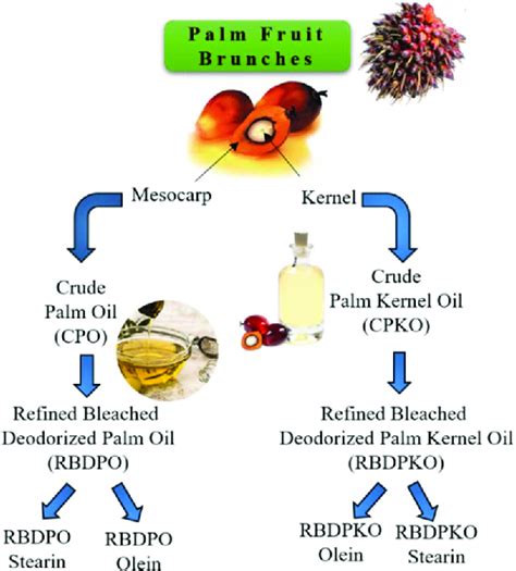 How Many Tonnes Of Palm Oil Does It Take To Produce One, 50% OFF