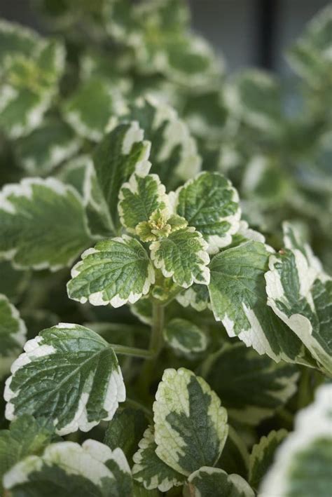 Plectranthus Coleoides Variegated Foliage Stock Image - Image of botanical, close: 176827205