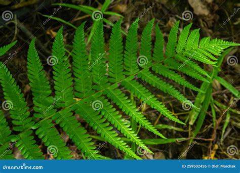 Fern is a Member of a Group of Vascular Plants that Reproduce by Spores ...