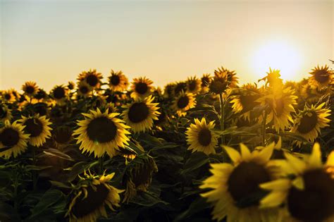 See the Universe in a Sunflower - Lions Roar