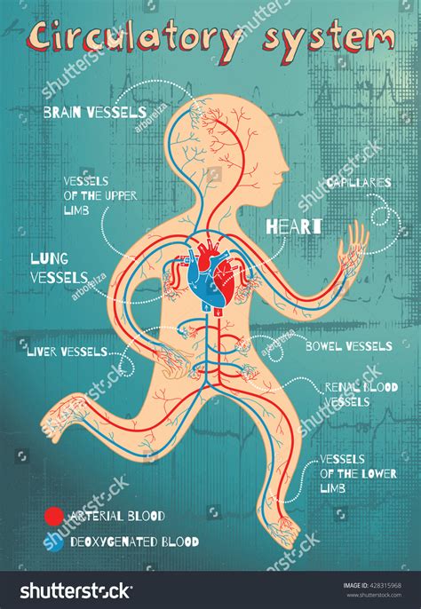 Human Circulatory System Kids Vector Color: Vector có sẵn (miễn phí bản ...