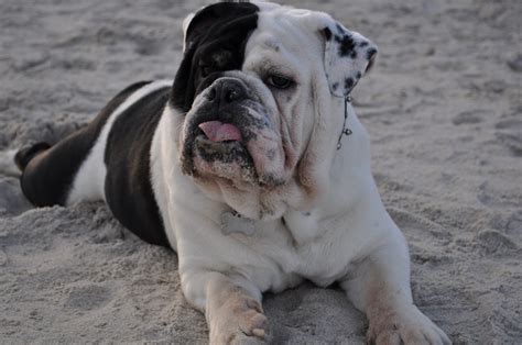 Pin by Yvonne Janssen on ANYTHING BULLDOG | English bulldog, Bulldog, Furry friend