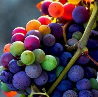 Wine Grape Guide Flavor Character Food Pairing Tips for Red White Wine