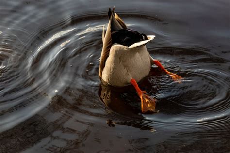 What Do Ducks Eat in a Pond? (The Best Foods to Give Them) - My ...