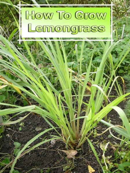 How To Grow Lemongrass