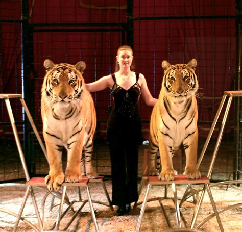 Circus Mania: 10 Facts about Tigers for International Tiger Day!