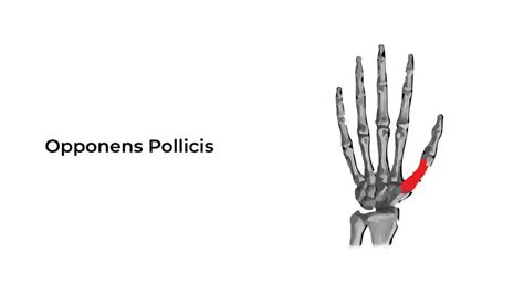 The Opponens Pollicis: Anatomy, and Treatment ~ Healthcare Cit