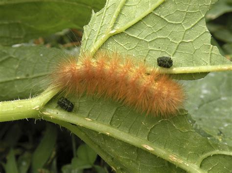 YELLOW WOOLLYBEAR CONTROL | PEST CONTROL CHEMICALS 800-877-7290