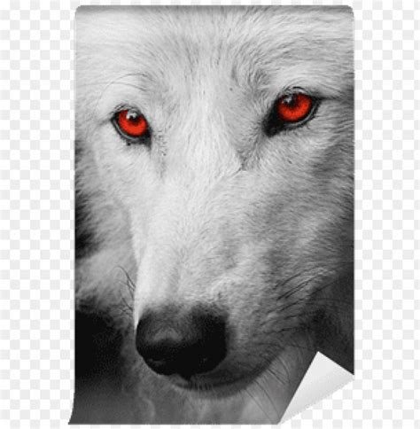 White Wolf With Red Eyes