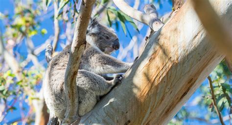 Conservation in Cape Otway: Saving Australia’s Wildlife