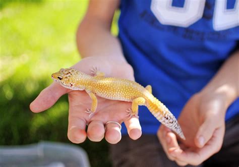 The Different Colors of Leopard Geckos