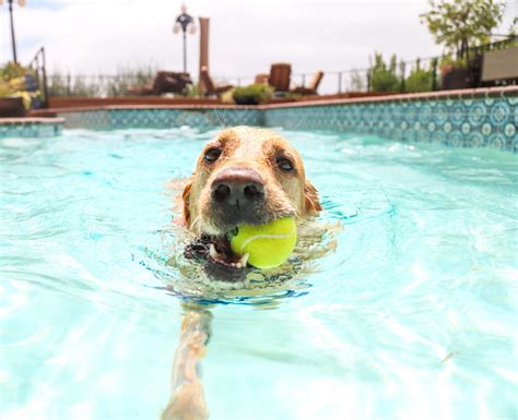 5 Benefits of Teaching Your Dog How to Swim