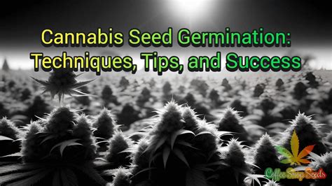 A Comprehensive Guide to Cannabis Seed Germination: Techniques, Tips, and Success