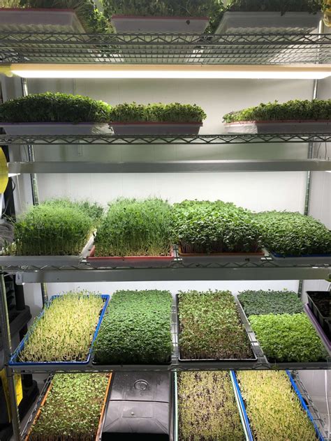 What Lights Do I Need to Grow Microgreens? in 2021 | Grow microgreens, Microgreens, Growing lights