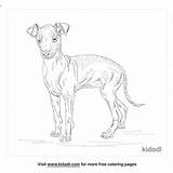 Greyhound Face Coloring Pages sketch template