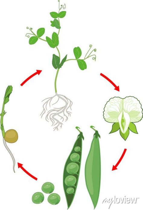 Life cycle of pea plant with root system. stages of pea growth posters ...