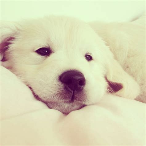 . Baby Puppies, Cute Puppies, Dogs And Puppies, Cute Dogs, Golden Retriever Labrador, Golden ...