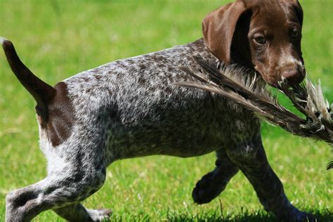 German Shorthaired Pointer - The Happy Puppy Site