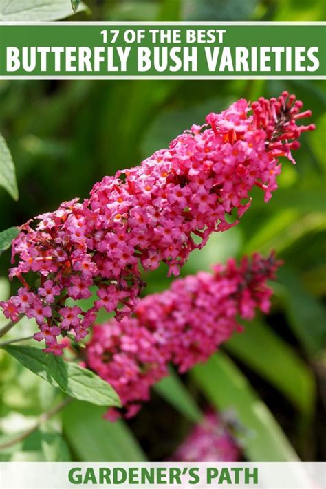 17 of the Best Butterfly Bush Varieties | Gardener's Path