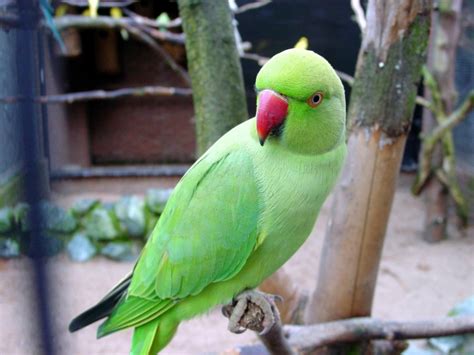 Parrot Arrested For Saying Obscene Things To An 85-Year-Old Woman. True Story