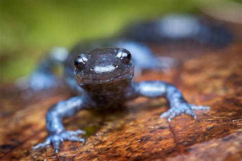 Blue-spotted Salamander | Ambystoma laterale | Patrick Zephyr Photography