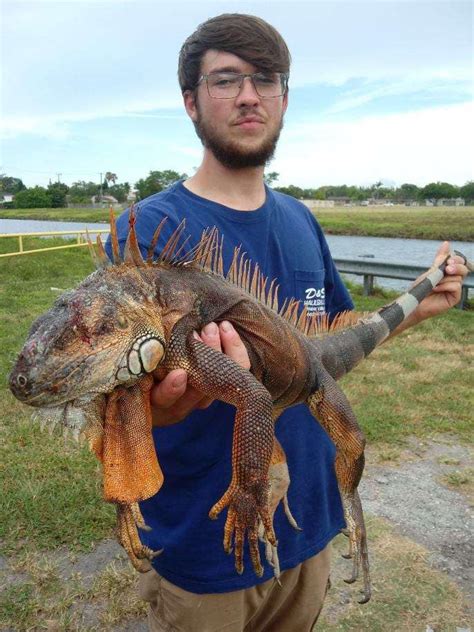 Guided Iguana Hunting Florida