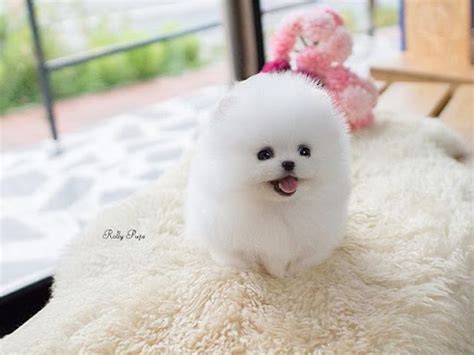 White Pomeranian Puppies Price In India - Pets Lovers