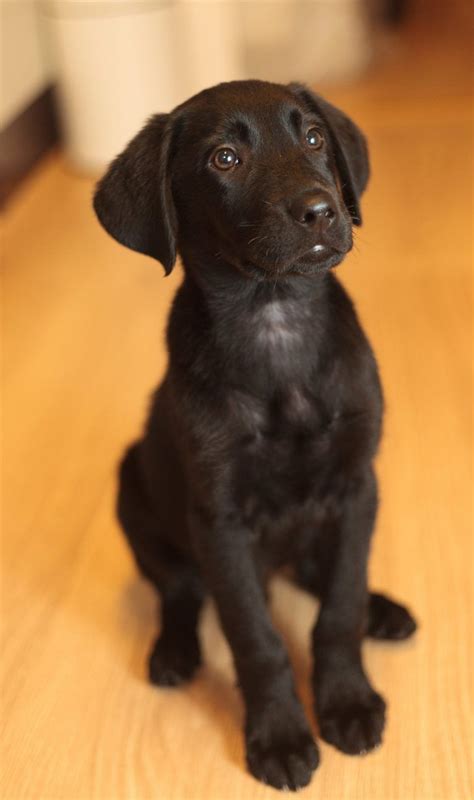 Goldador - Golden Lab Mix #goldenretriever | Golden retriever lab mix ...