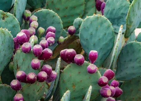 When do Cacti Bloom in Arizona? - GoSeeAZ.com