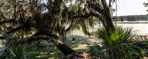 Gullah Geechee Culture: A Unique Vacation Experience