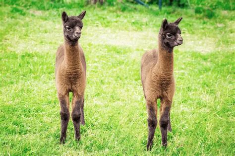 What Do You Call A Baby Llama? The Adorable Answer – Savvy Farm Life