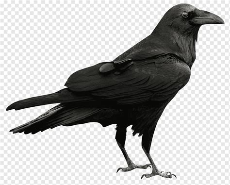 Common raven, Raven, black crow graphic, fauna, bird, new Caledonian Crow png | PNGWing