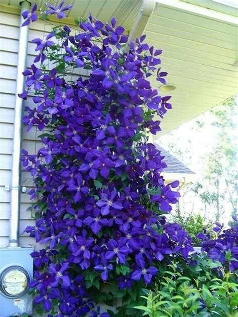 Beautiful clematis trellis | Garden, Plants, Flowering vines