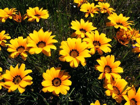 Gazania (Treasure Flower) - Interesting Facts and Meaning – A to Z Flowers