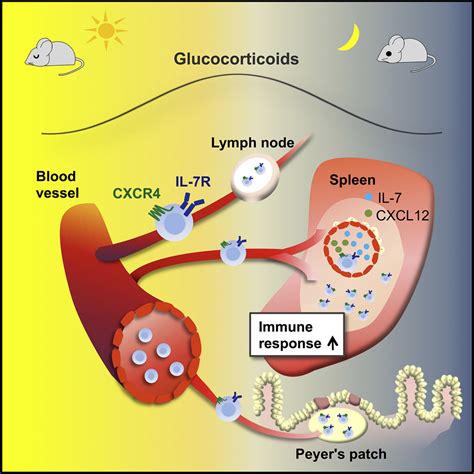 Glucocorticoids Drive Diurnal Oscillations in T Cell Distribution and Responses by Inducing ...