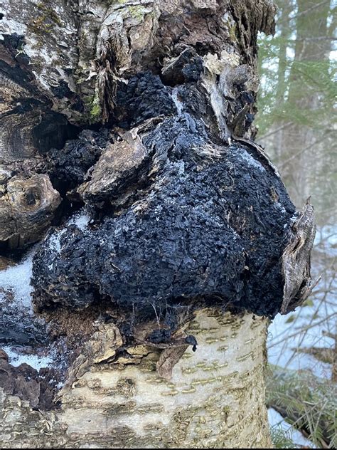 Learning Chaga Mushroom Identification - Foraged - Foraged