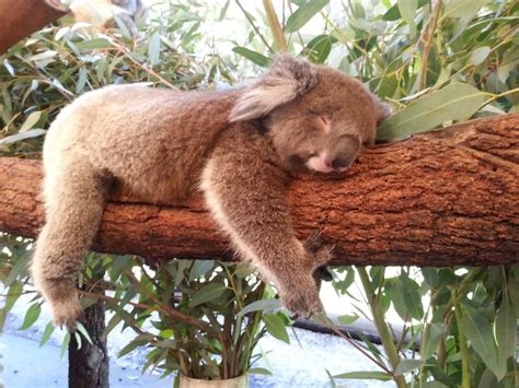 Beautiful sleeping baby koala | Baby koala, Baby sleep, Koala