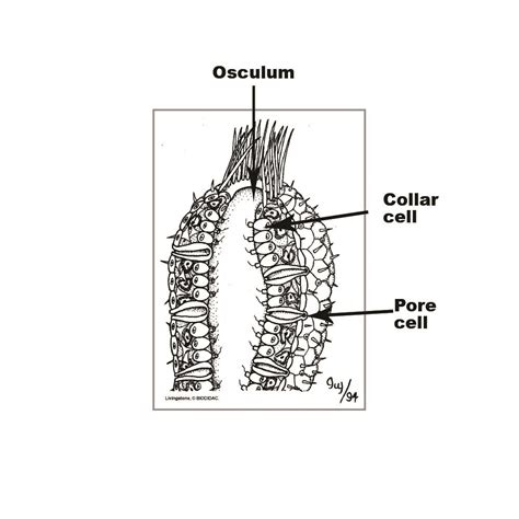 Stevenson Screen Labelled Diagram Of A