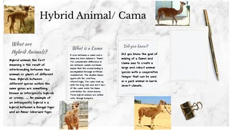 cama hybrid animal by Carli Blankenship on Prezi