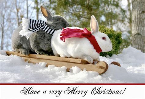 Pin by TRowcliff on Merry Christmas | Rabbit pictures, Christmas bunny, Christmas animals