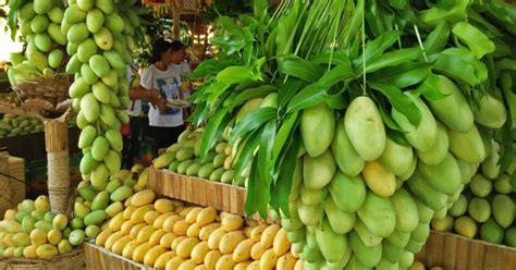 Guimaras to send additional 1.5 tons of mangoes to Manila | Philippine ...