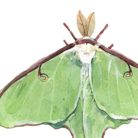 Luna Moth Watercolor Painting Print Insect Illustration - Etsy