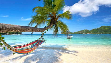 Download Horizon Turquoise Sea Hammock Palm Tree Tropical Beach ...