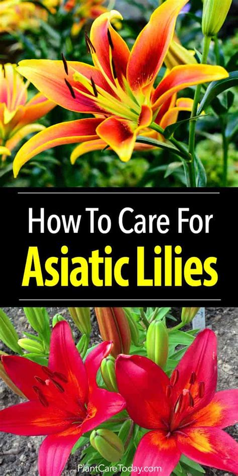 Asiatic Lily Care: How To Grow Asiatic Lilies [UPDATED]