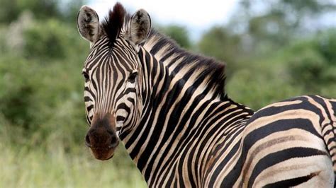 What Is the Name for a Female Zebra? | Zebra, Kruger national park, Animals