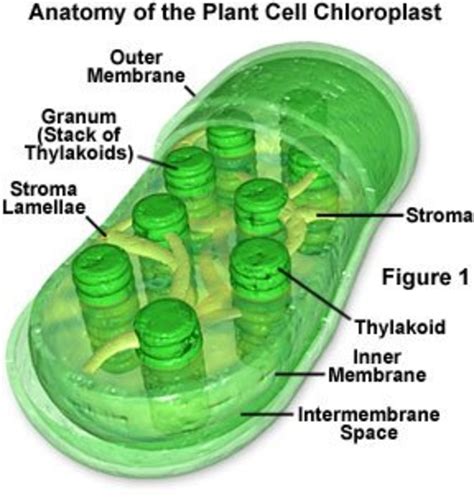 A Simple Diagram of Photosynthesis | HubPages