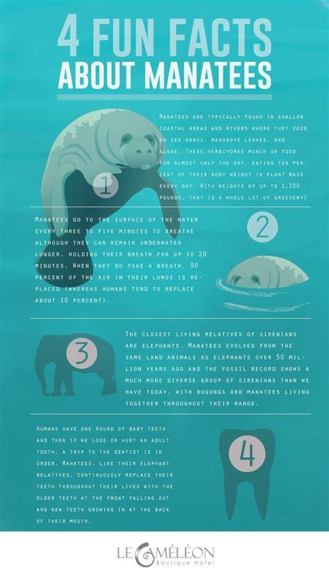 The information on manatees is separated and organized. The facts are ...