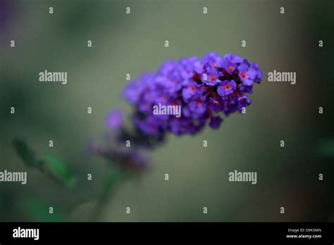 purple flower stem green garden plant foliage Stock Photo - Alamy